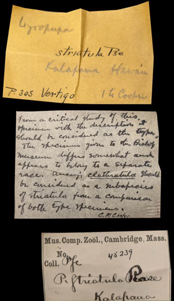 Media type: image;   Malacology 45239 Aspect: labels